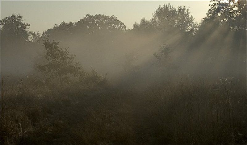 Осень, туман, утро, роса, восход, солнце Одним осенним утром...photo preview