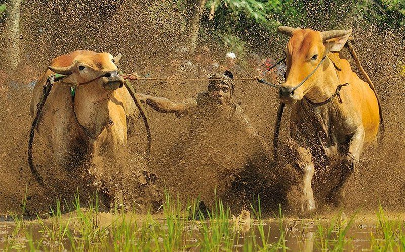 Indonesia, Pacu Jawi, Portrait, West Sumatera Pacu Jawiphoto preview