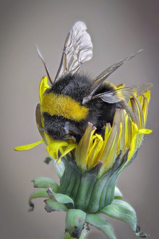 Шмеликphoto preview