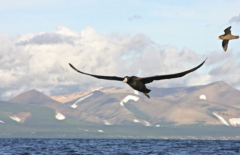 Старший братphoto preview