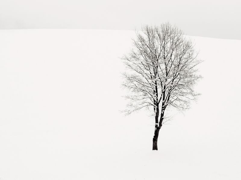 neve,freddo,albero,bianco,luce,riflesso,rami Solitariophoto preview