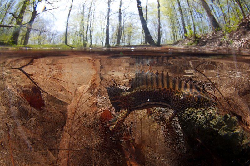 весна, водоем, подводная съемка, пресмыкающееся, тритон Кто сказал, что динозавры вымерли?photo preview