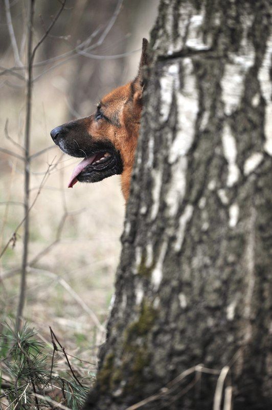 собака, овчарка В лесуphoto preview