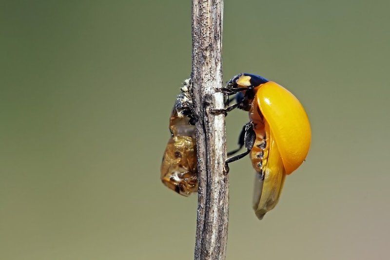 макро, божья коровка, насекомые о коровах и пятнистости фото превью