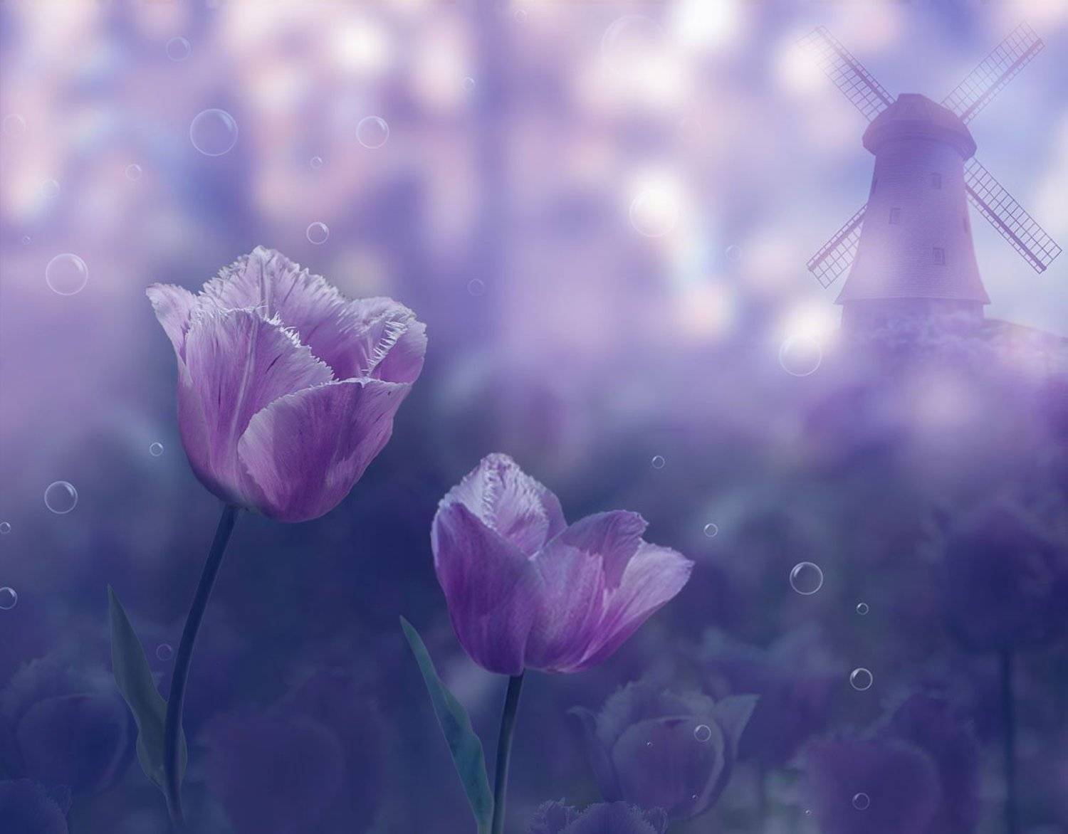 Весна. Автор: Nataliorion тюльпаны,мельница,, Nataliorion