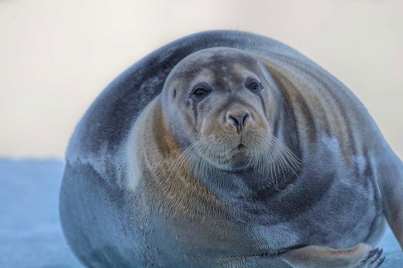 Арктика, архипелаг Шпицберген, тюлень, тюлень на льдине, дикая природа, север, путешествия добродушный встречныйphoto preview