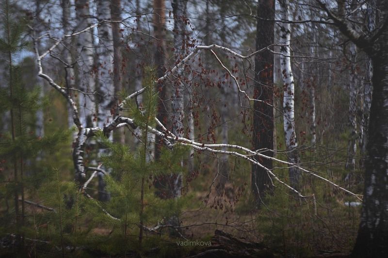 урал-бонсайphoto preview