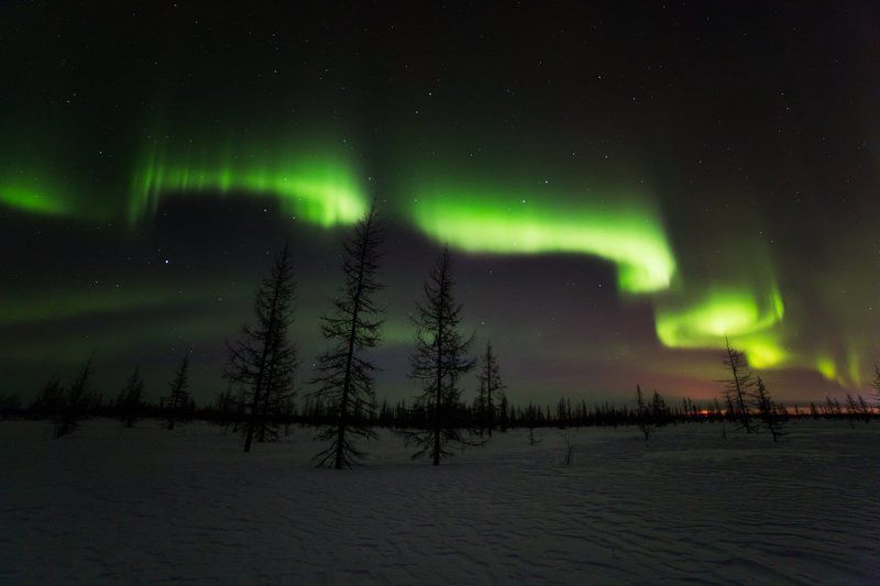 Змейкаphoto preview