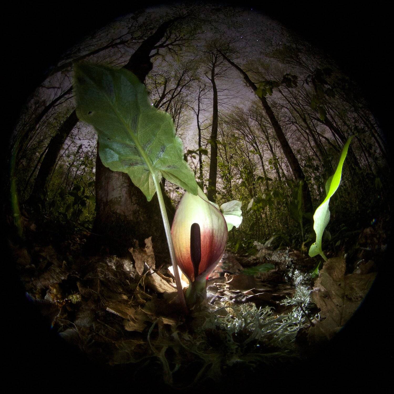 Аронник, Весенний лес, Весна, Звезды, Ночь, Полог, Никифоров Егор