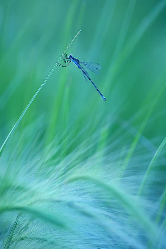 макро, природа, стрекоза, насекомые, ковыль, ветер, макросъемка. Держи меня, соломинка, держи... фото превью