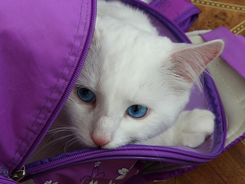 ангел мой ❤photo preview