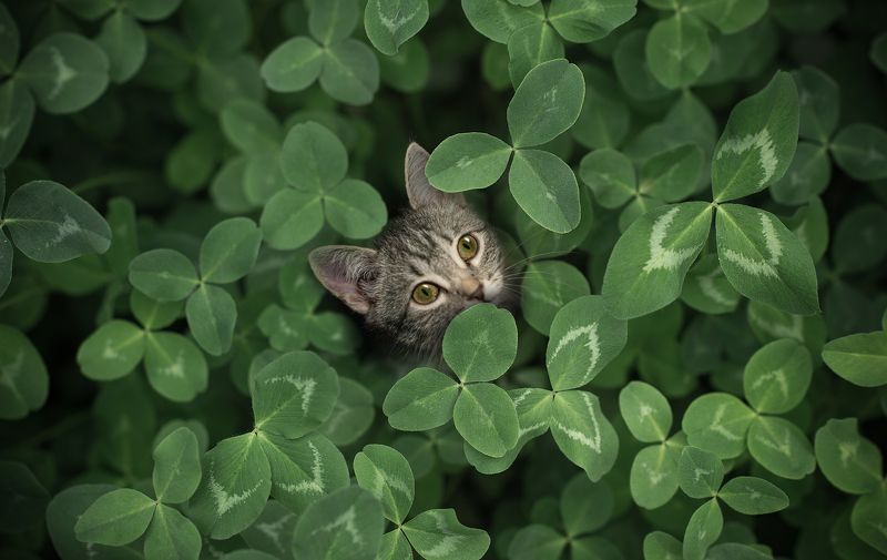 кот кошка животные Лейлаphoto preview