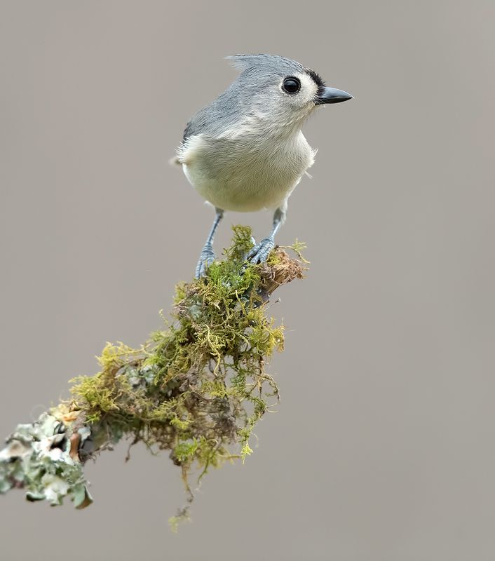 tufted titmouse, острохохлая синица,  синица,  titmouse,  зима Tufted Titmouse -Острохохлая синицаphoto preview