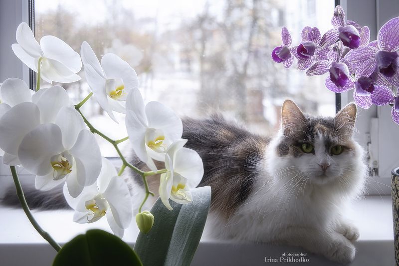 домашние животные, портреты животных, кошка, орхидеи, цветы В ожидании весныphoto preview