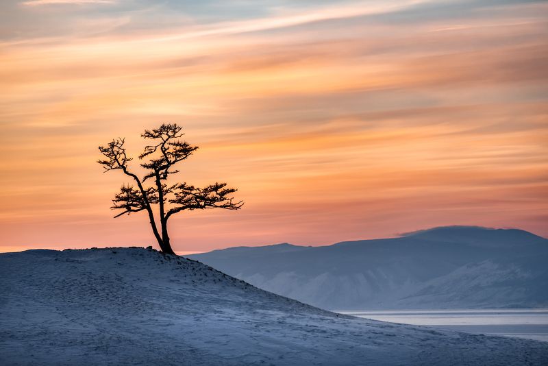 дерево, байкал, закат, мыс бурхан Дзенphoto preview