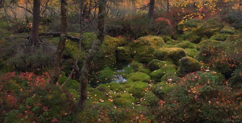кольский полуостров, ловозерские тундры, осень, заполярье, мурманская область, сейдозеро Таёжная мозаикаphoto preview