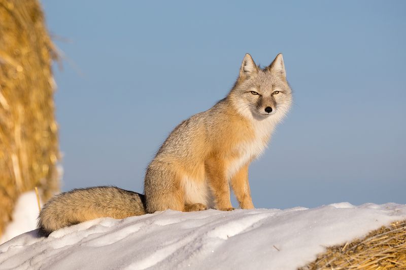 Корсакphoto preview