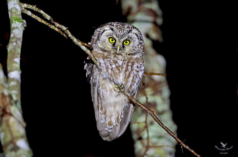 мохноногий, сыч. Ночной дозор.photo preview