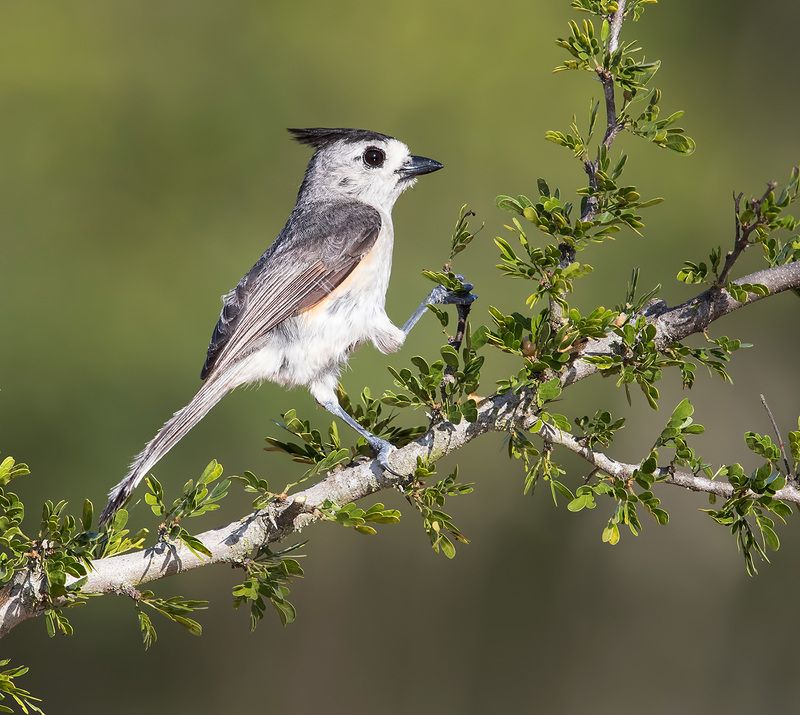синица чёрнохохлатая, black-crested titmouse, синица, titmouse, texas Black-crested Titmouse - Синица чёрнохохлатаяphoto preview