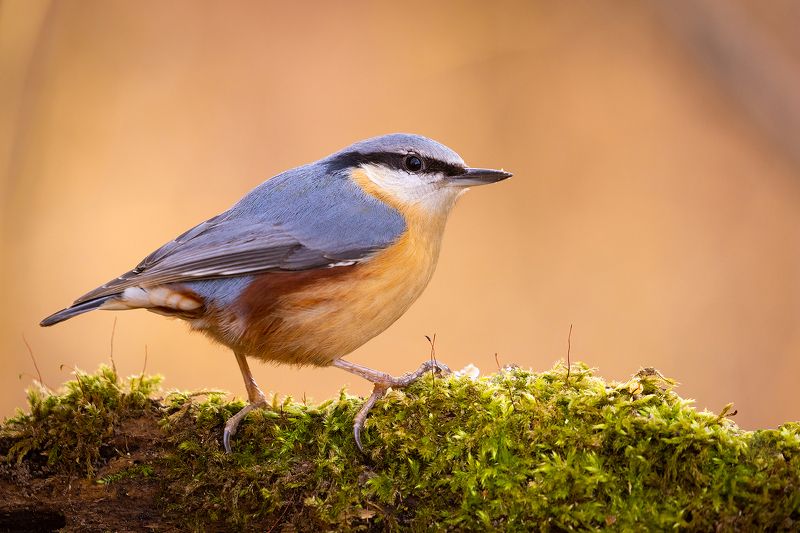 Nuthatchphoto preview