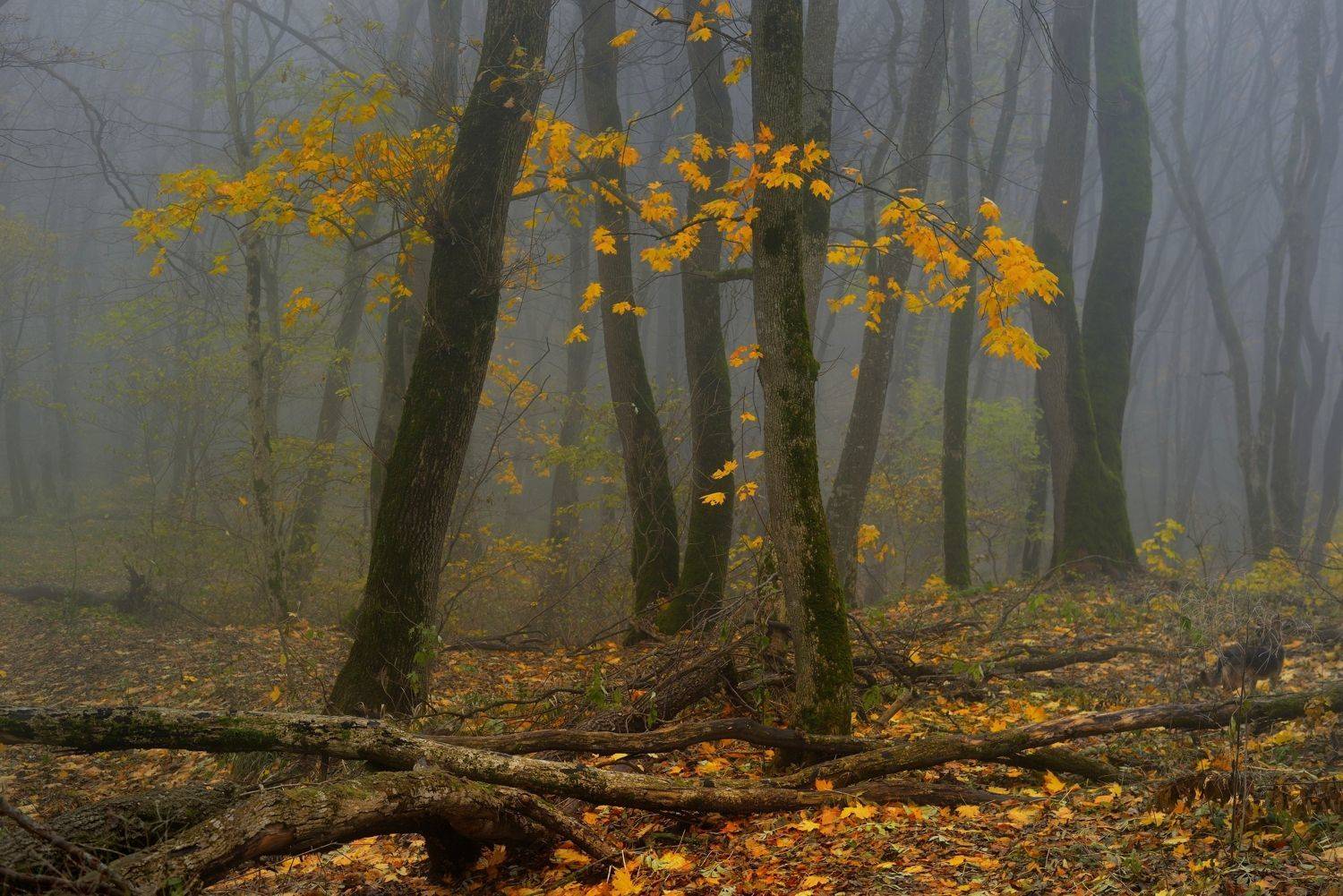 Осеннее утро. Автор: Александр Жарников осень листва утро лес, Александр Жарников