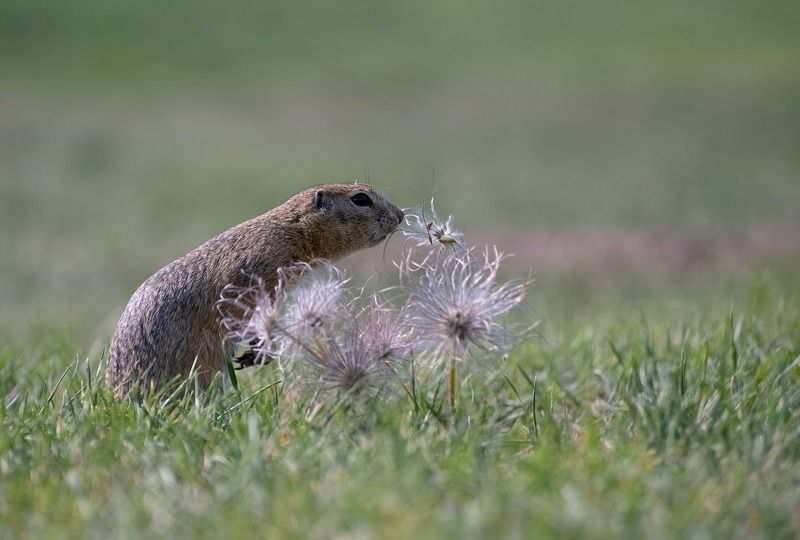 суслик, лето, сибирь Суслик  обыкновенныйphoto preview