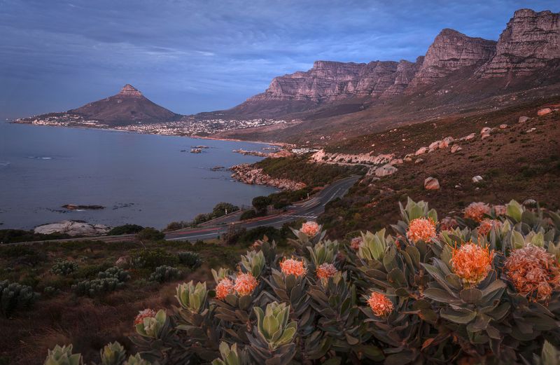cape town, mountain, mountains, sunset, flowers, dusk, protea Twelve Apostoles Mountain, Cape town, Soth Africaphoto preview