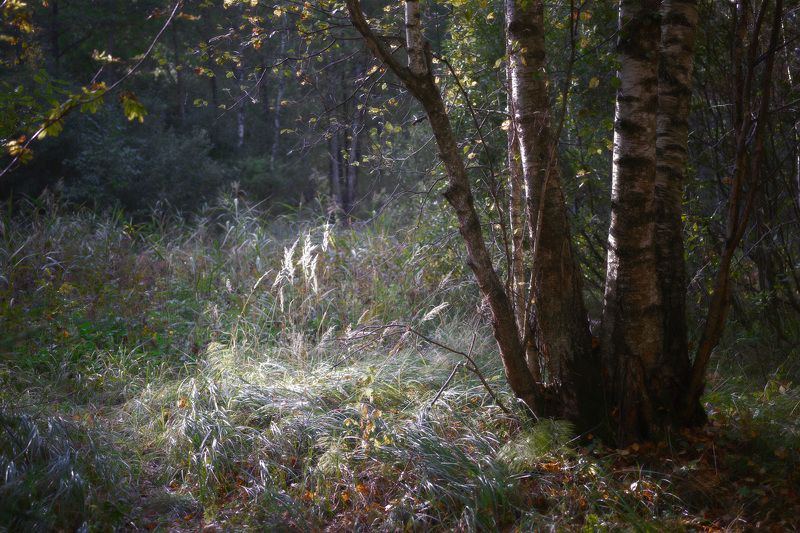 лес, осень, деревья, пейзаж, forest, woodland, autumn, landscape, trees В сентябрьском лесуphoto preview