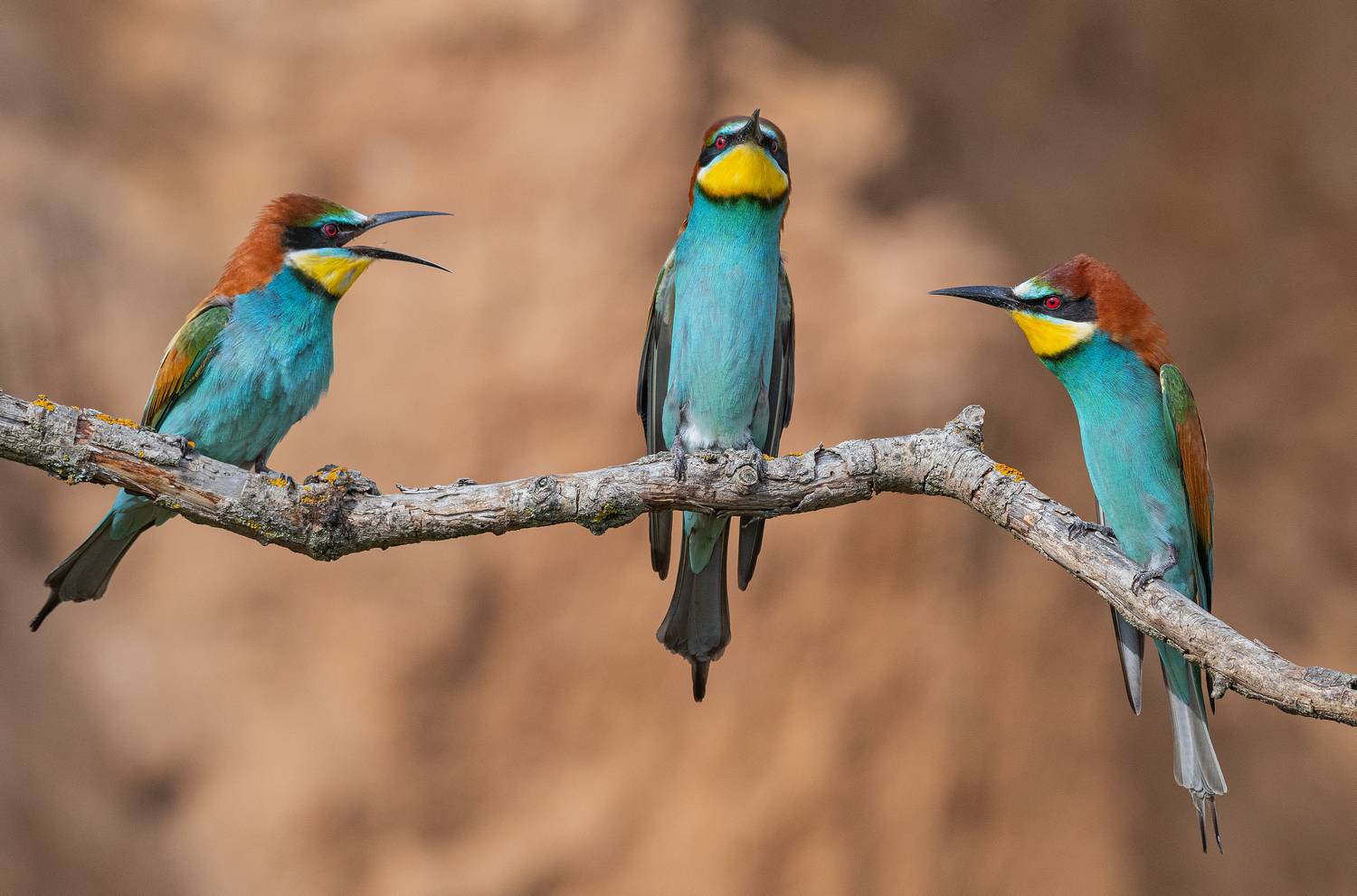 птицы, щурки, весна, лето, фотоохота, Руслан Сигушин