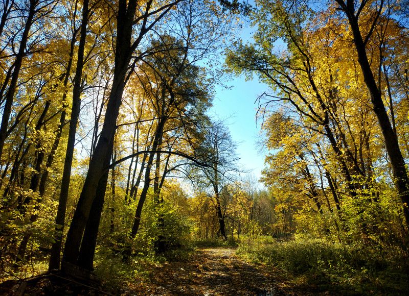 лес, осень, солнце, день, листья. Осенний лес.photo preview