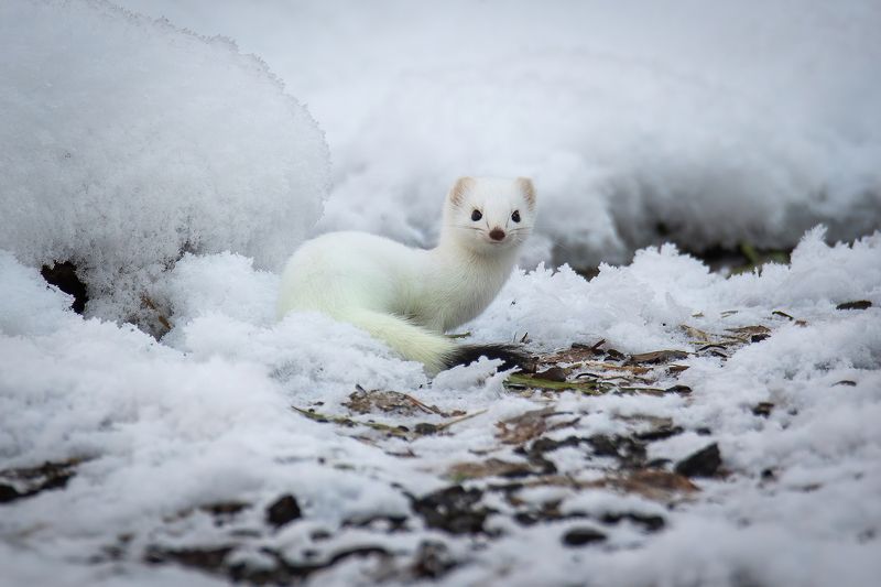 Улыбчивыйphoto preview