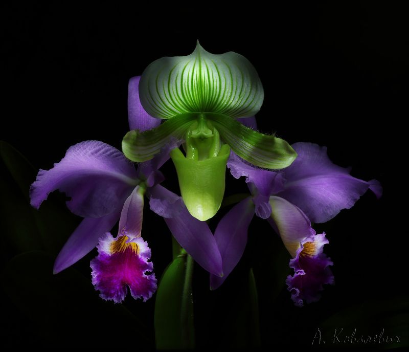 Букет орхидей фото превью