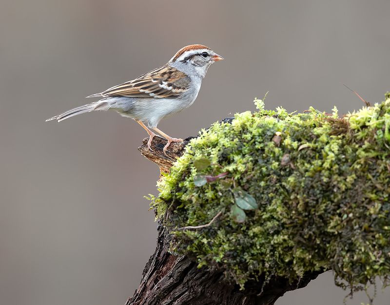 обыкновенная воробьиная овсянка, chipping sparrow, sparrow, овсянка, зима Chipping sparrow. Обыкновенная воробьиная овсянкаphoto preview