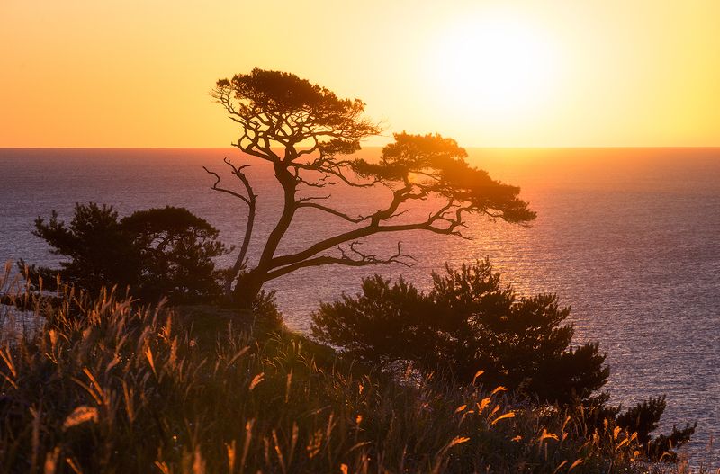 Россия Приморский край морской заповедник сосны осень трава рассвет море свет пейзаж природа фототур Приморские сосныphoto preview