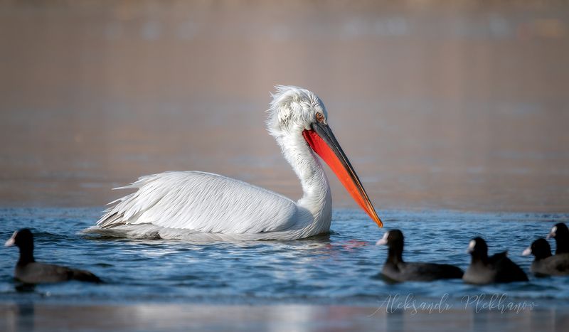dalmatian, pelican Лысухи встречным курсомphoto preview