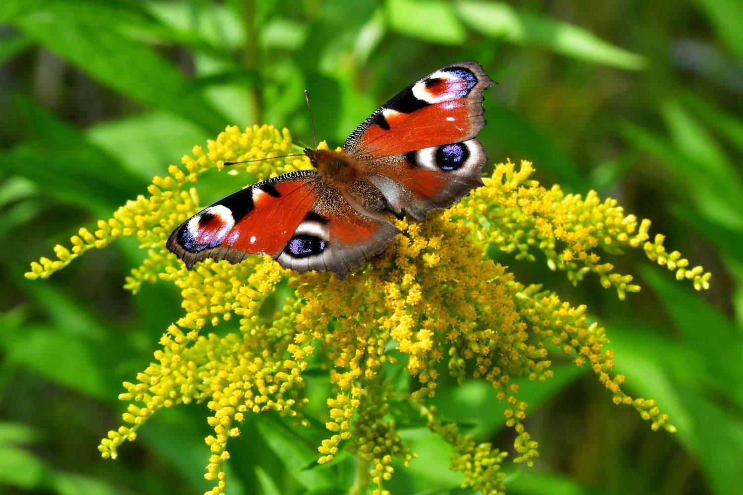 , Корнейчук Игорь