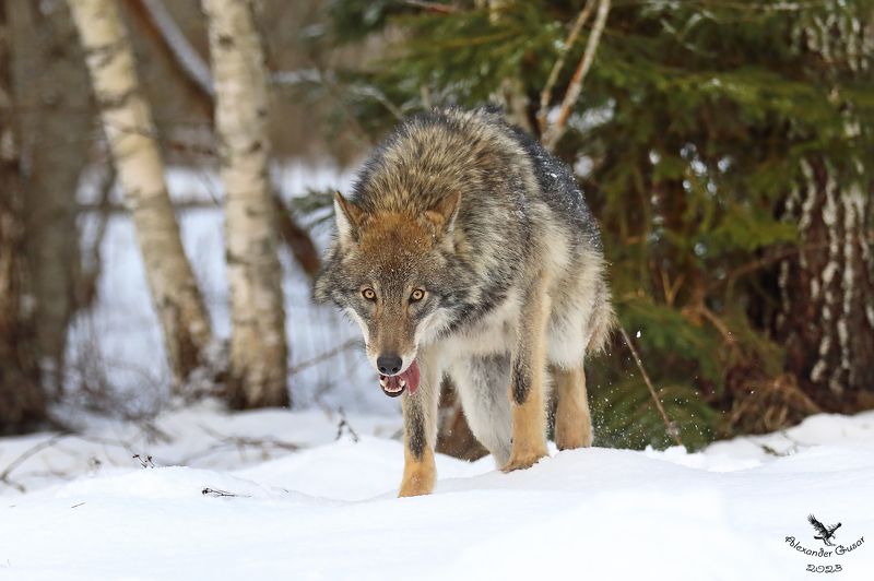 волк По следу.photo preview