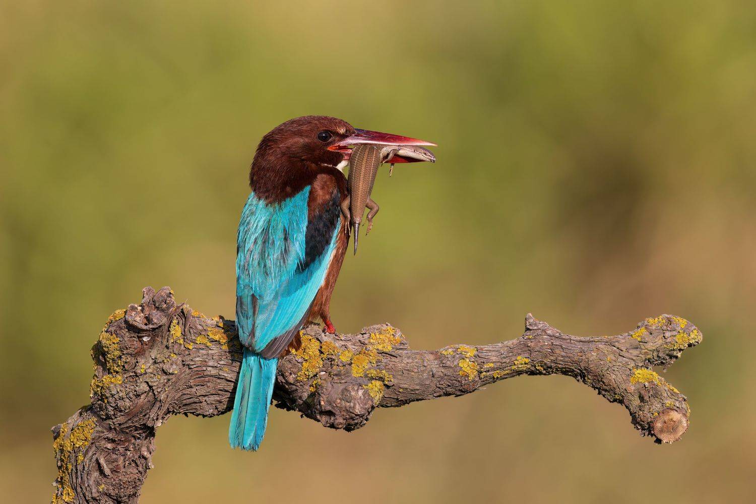 ***. Автор: Фруман Евгений , Фруман Евгений