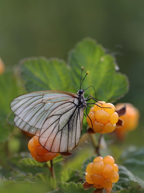 нерюнгри, боярышница, якутия, морошка, женялевина, евгениялевина, насекомыеякутии, насекомыелевиной Сладкая морошка фото превью