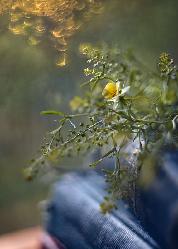 книга, свет, боке, тайна, стихи,жизнь,люблю стихи ... фото превью