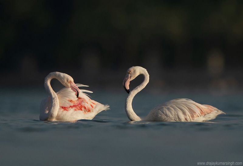 Flamingos Greater Flamingosphoto preview
