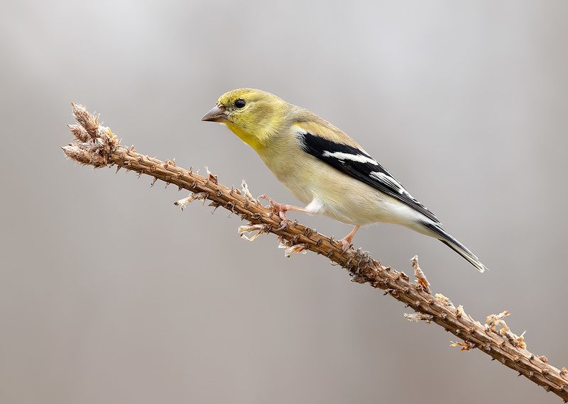american goldfinch, американский чиж, чиж, cнег, зима American Goldfinch - Американский чижphoto preview