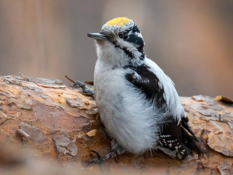 трёхпалый дятел Задолбался...photo preview