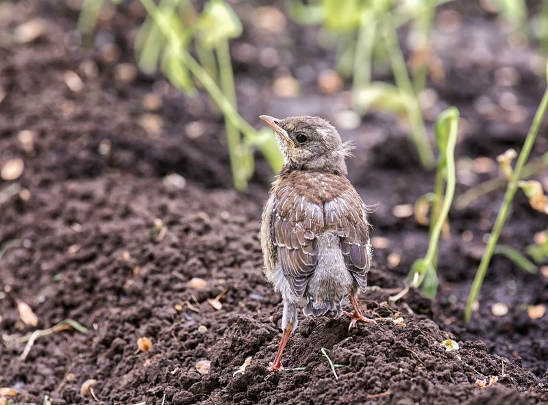 птица птенец, дрозд рябинник, будущий воин.. фото превью