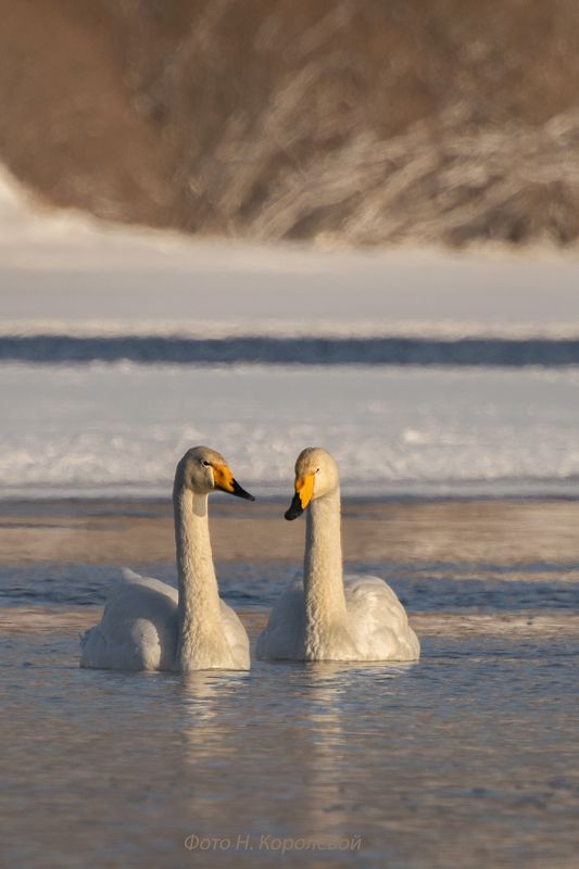 Пара белых лебедейphoto preview