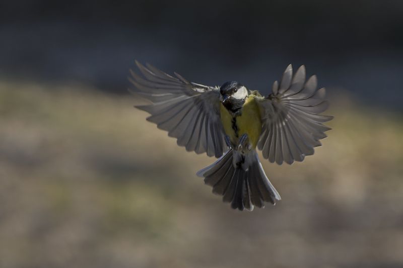 Большойphoto preview