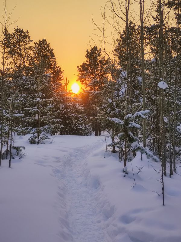 печора, лес, север Февраль зимней Печорыphoto preview