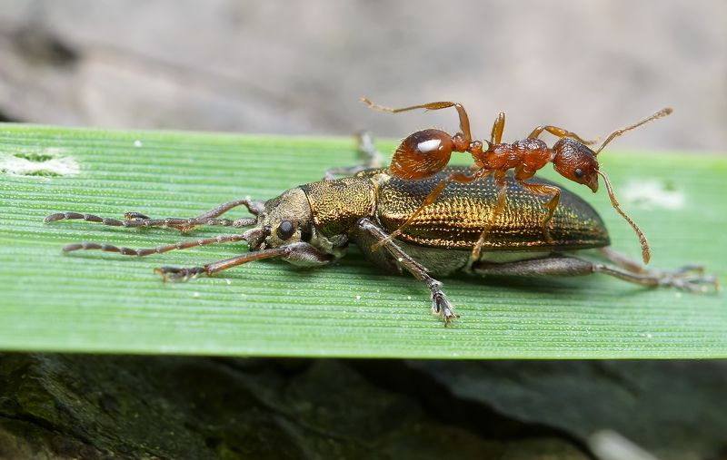 радужница простая, donacia simplex, радужницы, donaciinae, листоеды, chrysomelidae, жук, муравей Полный вперёд!photo preview