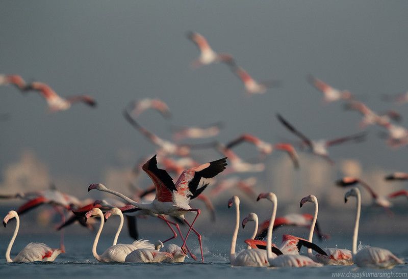 flamingos Greater Flamingosphoto preview