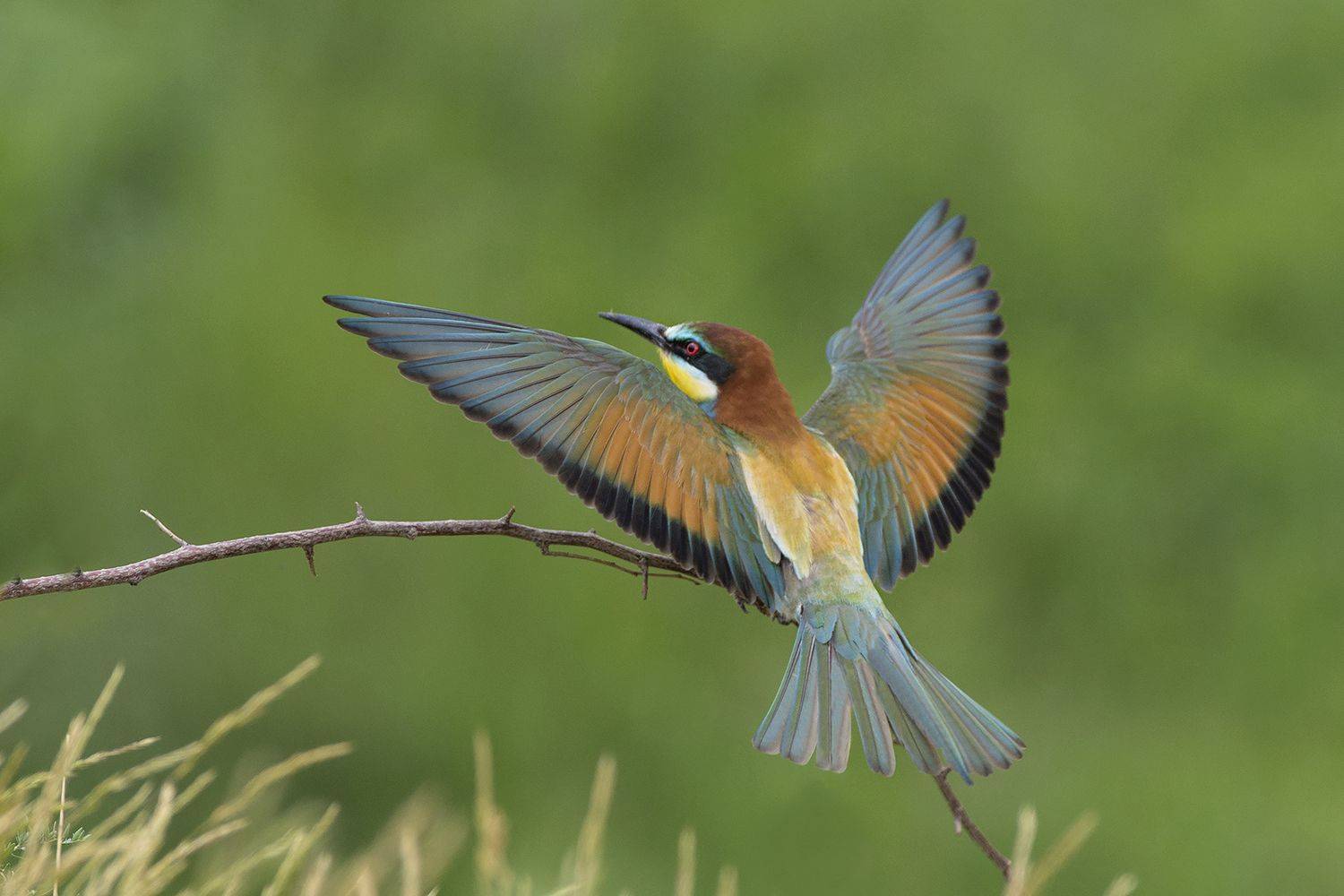 Щурка. Автор: Евгени Стефанов , Евгени Стефанов